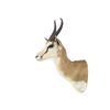 Image 2 : Springbok Trophy Shoulder Mount. Height 25"