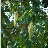 Image 4 : Thai Nariphon Makkaliphon Fruit, Female Shaped Folklore Amulet