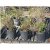 Image 1 : LOT OF 3, 1 GAL POTENTILLA (3 TIMES BID PRICE)