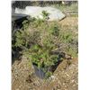 Image 1 : 3 GAL POTENTILLA