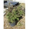 Image 1 : LOT OF 3, 3 GAL POTENTILLA (3 TIMES BID PRICE)