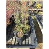 Image 1 : LOT OF 7, 1 GAL SAND CHERRY (7 TIMES BID PRICE)