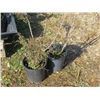 Image 1 : LOT OF 2, 2 GAL POTENTILLA & SPIREA (2 TIMES BID PRICE)