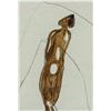 Image 3 : JOSEPH BEUYS German 1921-1986 Mixed Media on Paper