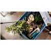 Image 3 : TOTE OF AQUARIUM AND FISH SUPPLIES