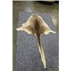 Image 2 : KANGAROO PELT