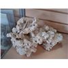 Image 1 : LARGE PIECE OF CORAL