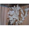 Image 1 : LOT OF PIECES OF CORAL