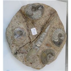 Large Plate Fossil