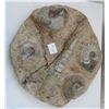 Image 1 : Large Plate Fossil