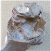 Image 6 : Mastadon Vertebra