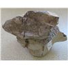 Image 7 : Mastadon Vertebra
