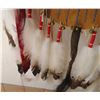Image 11 : Plains Indian Dance Shield