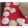 Image 10 : Ocean Fossils & Mayan Artifacts