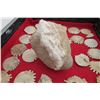 Image 15 : Ocean Fossils & Mayan Artifacts
