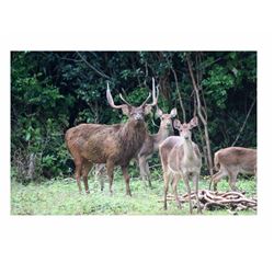 5-Day/4-Night Rusa Deer Hunt for One Hunter and One Non-Hunter on Mauritius Island off the Southeast