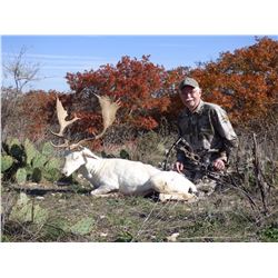 2-Day Whitetail OR Exotic Deer Hunt for Two Hunters and Two Non-Hunters in Texas - Includes Trophy F