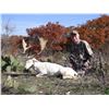Image 1 : 2-Day Whitetail OR Exotic Deer Hunt for Two Hunters and Two Non-Hunters in Texas - Includes Trophy F