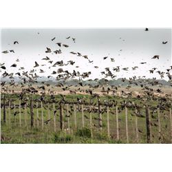 4-Day High Volume Dove Hunt for Six Hunters in Argentina