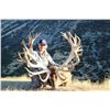 Image 1 : 5-Day Red Stag Hunt for One Hunter in South Island, New Zealand - Includes Trophy Fee