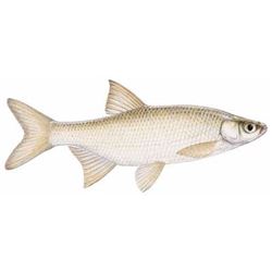 $10,000 CERTIFICATE for 500 Pounds of Adult Golden Shiner Shad