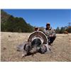 Image 1 : 9-day Gould's Turkey Hunting and Bass Fishing Adventure for Two in Hermosillio, Mexico
