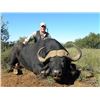 Image 1 : 7 DAY $5000 CAPE BUFFALO CREDIT AND DAILY RATES FOR 1 HUNTER AND 1 NON HUNTER