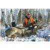 Image 2 : 6 DAY MANITOBA WHITETAIL AND WOLF