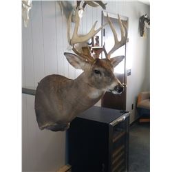 $500 TAXIDERMY CREDIT