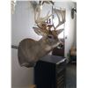 Image 1 : $500 TAXIDERMY CREDIT