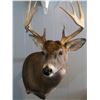 Image 2 : $500 TAXIDERMY CREDIT