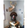 Image 4 : $500 TAXIDERMY CREDIT