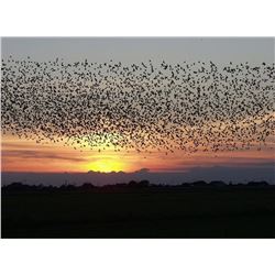 Argentina 4 day/3 night Dove Hunt for 2