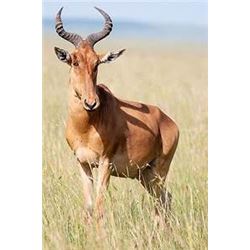 Okatjeru Hunting Safaris is offering a 7-day guided hunt in Namibia for two hunters and 2 non hunter