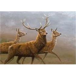 New Zealand 10 day 3 hunters 1x1 guided hunt