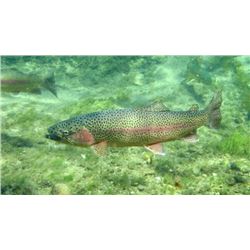 All Alaska Outdoors Monte Roberts has donated a Cast & Blast trip for 4 people