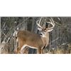 Image 1 : Swan Mountain Outfitters Is Proud to offer Trophy Horseback Mule Deer or Whitetail Hunt