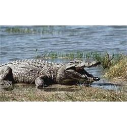 AB Steyn Safaris is offering a 10 day hunt for one hunter including the trophy fee for one crocodile