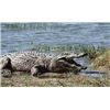 Image 1 : AB Steyn Safaris is offering a 10 day hunt for one hunter including the trophy fee for one crocodile