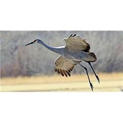 Diamond Wing Outfitters is offering a 3 day/3 night west Texas Sandhill crane hunt