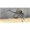 Image 1 : Diamond Wing Outfitters is offering a 3 day/3 night west Texas Sandhill crane hunt