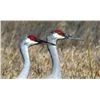 Image 2 : Diamond Wing Outfitters is offering a 3 day/3 night west Texas Sandhill crane hunt