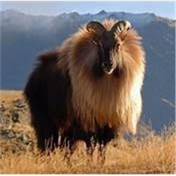 New Zealand Custom Outfitters LTD- is offering One Himalayan Bull Tahar Hunt for 1 hunter