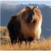 Image 1 : New Zealand Custom Outfitters LTD- is offering One Himalayan Bull Tahar Hunt for 1 hunter