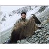 Image 4 : New Zealand Custom Outfitters LTD- is offering One Himalayan Bull Tahar Hunt for 1 hunter