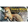 Image 2 : Diekie Muller hunting Safaris is donating a 7 day south Africa hunting safari for 1 up to 4 hunters