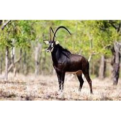 Numzaan Safaris: 1 hunter with 1 Guide/Ph. 5 days South Africa, Limpopo province