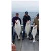 Image 3 : Halibut Fishing Trip with Wally Martin for 2 people out of Anchor Point, Alaska