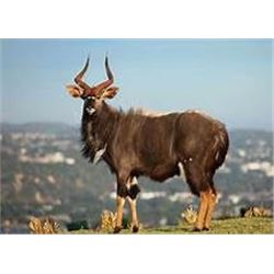 Numzaan Safaris: 2 hunters 1 PH/guide-5 days South Africa,Limpopo Province