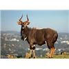 Numzaan Safaris: 2 hunters 1 PH/guide-5 days South Africa,Limpopo Province
